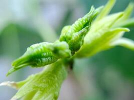 plant bud with delicate, green petals and a fuzzy texture. The bud is surrounded by a soft, blurred background. photo