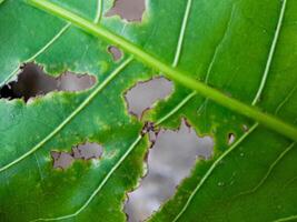 green leaf with numerous holes eaten by insects. The leaf veins and edges are clearly visible. photo