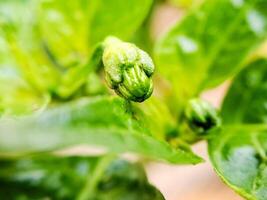macro shot of a blooming chili pepper flower, showcasing its delicate petals and vibrant green color. Perfect for botanical, gardening. photo