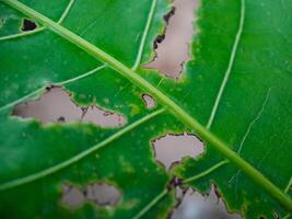 green leaf with numerous holes eaten by insects. The leaf veins and edges are clearly visible. photo