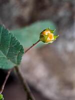 Physalis angulata groundcherry flower with small, orange fruits and several ants crawling around photo