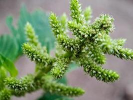 Amaranthus retroflexus smooth pigweed flowers. The flowers are small, green, and spiky photo