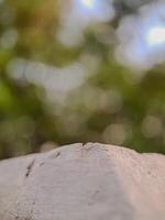 blurred background with soft, circular bokeh lights and a textured foreground. Perfect for serene designs. photo