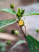 Physalis angulata groundcherry flower with small, orange fruits and several ants crawling around photo