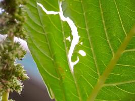 green leaf with several holes eaten by insects. The leaf veins are visible, and there are small, green flower buds in the background photo