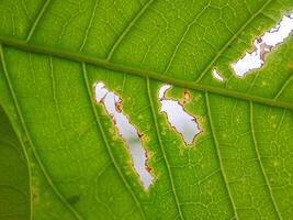 green leaf with numerous holes eaten by insects. The leaf veins and edges are clearly visible. photo