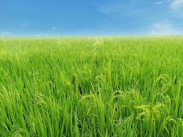 Lush green rice fields against a bright sky background. photo