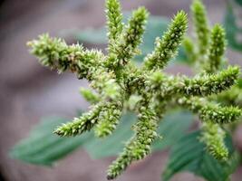 Amaranthus retroflexus smooth pigweed flowers. The flowers are small, green, and spiky photo