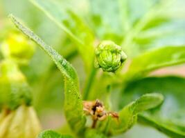 macro shot of a blooming chili pepper flower, showcasing its delicate petals and vibrant green color. Perfect for botanical, gardening. photo