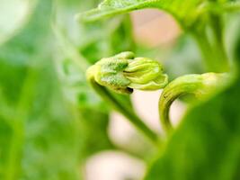 macro shot of a blooming chili pepper flower, showcasing its delicate petals and vibrant green color. Perfect for botanical, gardening. photo