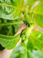 macro shot of a blooming chili pepper flower, showcasing its delicate petals and vibrant green color. Perfect for botanical, gardening. photo