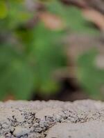 blurred background with soft, circular bokeh lights and a textured foreground. Perfect for serene designs. photo