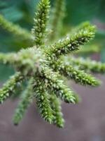 Amaranthus retroflexus smooth pigweed flowers. The flowers are small, green, and spiky photo