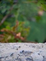 blurred background with soft, circular bokeh lights and a textured foreground. Perfect for serene designs. photo