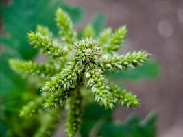 Amaranthus retroflexus smooth pigweed flowers. The flowers are small, green, and spiky photo