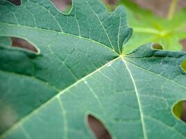 vibrant green papaya leaves with intricate veins and serrated edges. Perfect for botanical or tropical photo