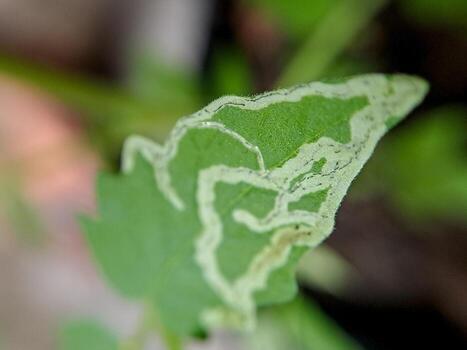 macro shot of a tomato plant leaf damaged by a leaf miner insect. The leaf shows distinctive white trails and a small larva. photo