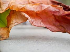 dried, reddish brown leaf with intricate veins and a wavy texture, resting on a concrete surface. photo