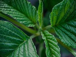 vibrant green leaves with intricate veins and textures. photo