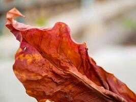 dried, reddish brown leaf with intricate veins and a wavy texture, resting on a concrete surface. photo