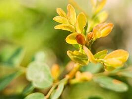 vibrant green leaves with intricate textures and veins. The leaves create a harmonious pattern photo
