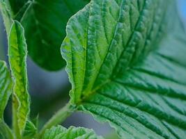 vibrant green leaves with intricate veins and textures. photo