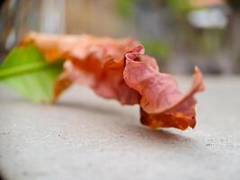 dried, reddish brown leaf with intricate veins and a wavy texture, resting on a concrete surface. photo
