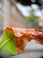 dried, reddish brown leaf with intricate veins and a wavy texture, resting on a concrete surface. photo
