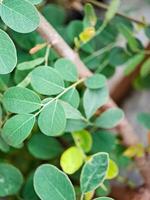 vibrant green leaves with intricate textures and veins. The leaves create a harmonious pattern photo