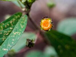 Physalis angulata groundcherry flower with small, orange fruits and several ants crawling around photo