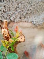 Cynometra cauliflora branch with green leaves and small, developing flowers. The bark is textured with small bumps and has a reddish brown hue. photo