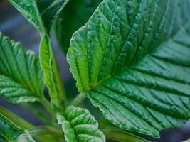 vibrant green leaves with intricate veins and textures. photo