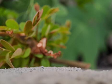 blurred background with soft, circular bokeh lights and a textured foreground. Perfect for serene designs. photo