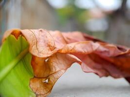 dried, reddish brown leaf with intricate veins and a wavy texture, resting on a concrete surface. photo