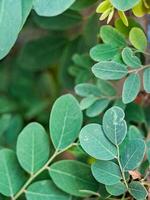 vibrant green leaves with intricate textures and veins. The leaves create a harmonious pattern photo
