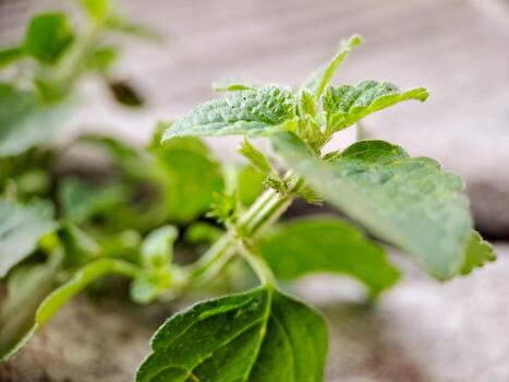 vibrante verde hojas con intrincado texturas y venas Perfecto para naturaleza temática proyectos o como un decorativo elemento. foto