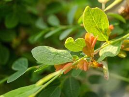 vibrant green leaves with intricate textures and veins. The leaves create a harmonious pattern photo