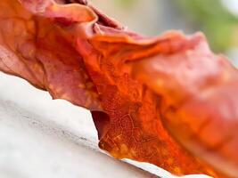 dried, reddish brown leaf with intricate veins and a wavy texture, resting on a concrete surface. photo