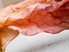 dried, reddish brown leaf with intricate veins and a wavy texture, resting on a concrete surface. photo