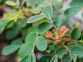 vibrant green leaves with intricate textures and veins. The leaves create a harmonious pattern photo