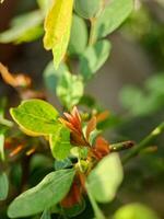 vibrant green leaves with intricate textures and veins. The leaves create a harmonious pattern photo