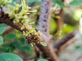 Cynometra cauliflora branch with green leaves and small, developing flowers. The bark is textured with small bumps and has a reddish brown hue. photo