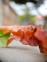 dried, reddish brown leaf with intricate veins and a wavy texture, resting on a concrete surface. photo