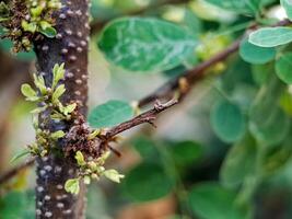 Cynometra cauliflora branch with green leaves and small, developing flowers. The bark is textured with small bumps and has a reddish brown hue. photo