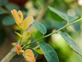 vibrant green leaves with intricate textures and veins. The leaves create a harmonious pattern photo