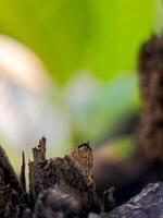 weathered bark with intricate textures and a soft, blurred green background photo