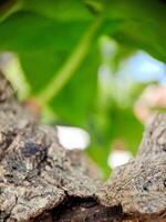 weathered bark with intricate textures and a soft, blurred green background photo