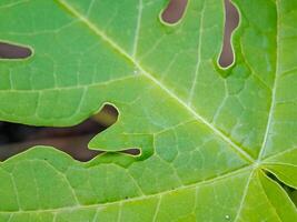 vibrant green papaya leaves with intricate veins and serrated edges. Perfect for botanical or tropical photo