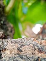 weathered bark with intricate textures and a soft, blurred green background photo