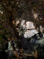 weathered bark with intricate textures and a soft, blurred green background photo